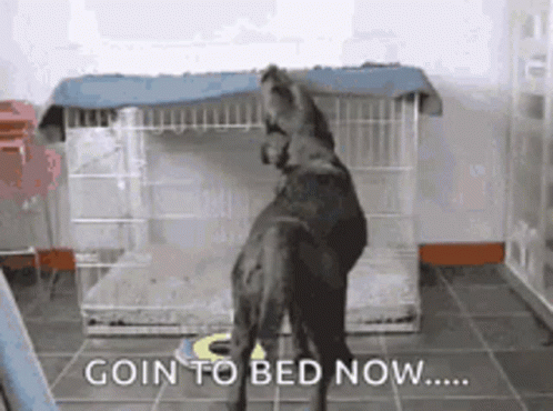 A Dog Is Standing In Front Of A Cage With The Words Goin To Bed Now Written On It GIF