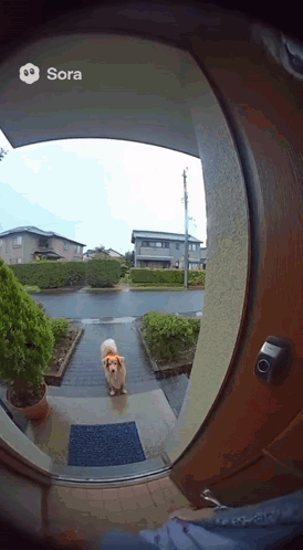 A Dog Is Standing In Front Of A Door That Says Sora GIF