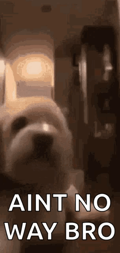 Dog Standing In Front Of Door With Ain't No Way Bro GIF