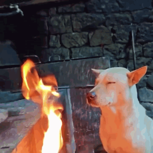 A Dog Is Standing In Front Of A Fire GIF