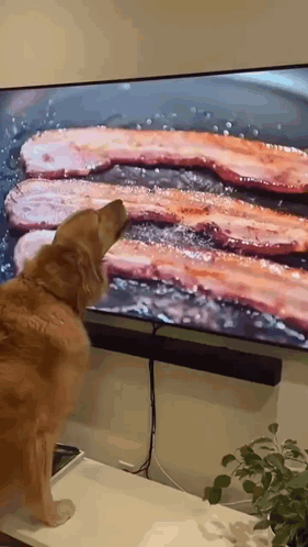 A Dog Is Standing In Front Of A Television Looking At Bacon On The Screen . GIF