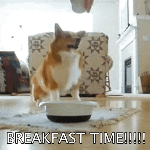 A Dog Is Standing Next To A Bowl Of Food With The Words Breakfast Time Written On The Bottom GIF
