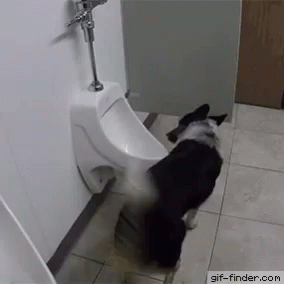 A Dog Is Standing Next To A Urinal In A Bathroom GIF