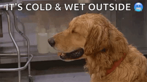 A Dog Is Standing Next To Another Dog With A Towel On Its Head And Says It 'S Cold And Wet Outside . GIF