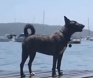 A Dog Is Standing On A Dock Next To A Body Of Water With Boats In The Background . GIF