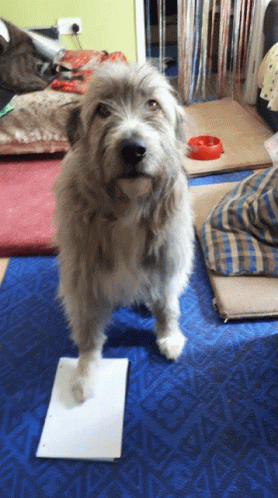 A Dog Is Standing On A Piece Of Paper On A Blue Mat GIF