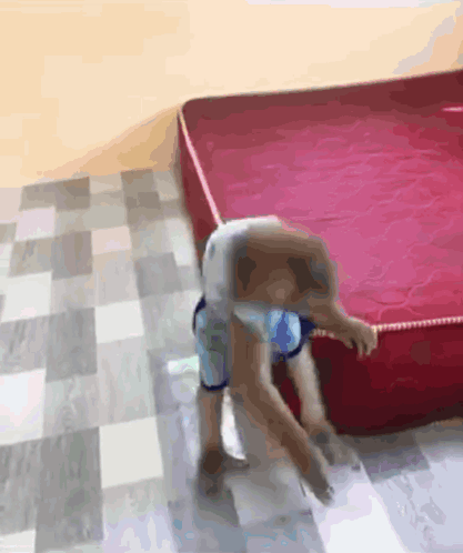 A Dog Is Standing On A Red Mattress On A Checkered Floor GIF