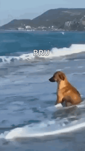 A Dog Is Standing On A Surfboard In The Ocean . GIF