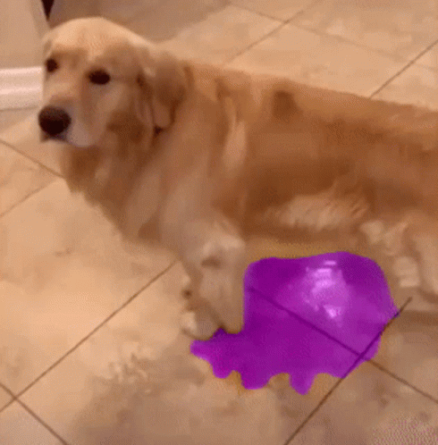 A Dog Is Standing On A Tiled Floor With A Purple Object On The Floor GIF