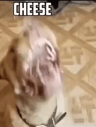 A Dog Is Standing On A Wooden Floor With A Piece Of Cheese In Its Mouth . GIF