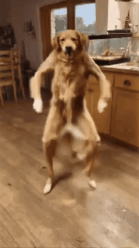 A Dog Is Standing On Its Hind Legs And Dancing In A Room . GIF