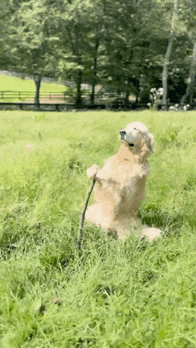 A Dog Is Standing On Its Hind Legs In A Grassy Field GIF