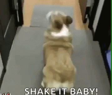 A Dog Is Standing On Its Hind Legs In A Hallway With The Words `` Shake It Baby '' Above It . GIF