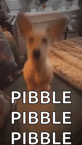 A Dog Is Standing On Its Hind Legs In A Living Room With The Words Pebble Pebble Pebble Written On The Bottom . GIF