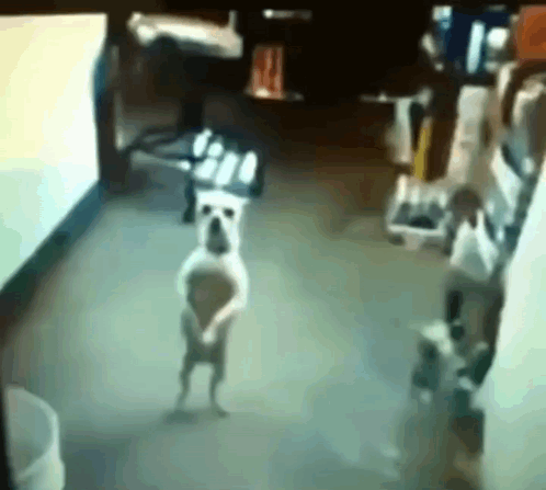 a dog is standing on its hind legs in a room in front of a computer screen .