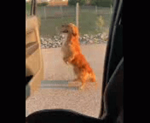 A Dog Is Standing On Its Hind Legs In Front Of A Car Door . GIF