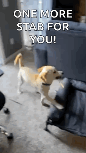 A Dog Is Standing On Its Hind Legs In Front Of A Couch With The Words `` One More Stab For You '' . GIF