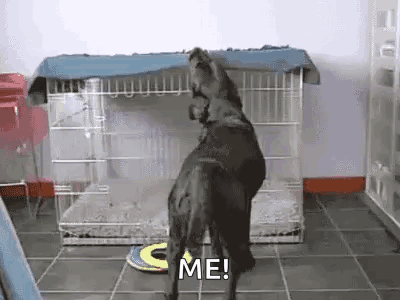 A Dog Is Standing On Its Hind Legs In Front Of A Dog Cage And Saying `` Me '' . GIF