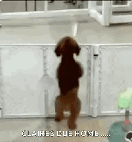 a dog is standing on its hind legs in front of a fence with the words `` claires due home '' written on it .