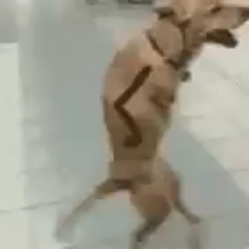 A Dog Is Standing On Its Hind Legs In Front Of A White Wall . GIF