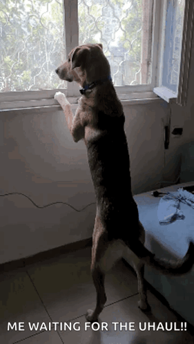 A Dog Is Standing On Its Hind Legs Looking Out A Window With The Caption " Me Waiting For The Uhaul " GIF