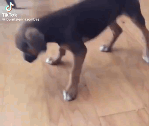 A Dog Is Standing On Its Hind Legs On A Wooden Floor In A Room . GIF