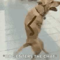 A Dog Is Standing On Its Hind Legs With A Stick In Its Mouth And Says `` Dog Enters The Chat '' . GIF