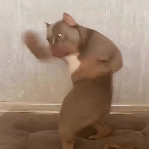 A Dog Is Standing On Its Hind Legs With Its Paws Outstretched GIF