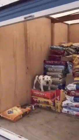 A Dog Is Standing On Top Of A Stack Of Sportinx Dog Food Bags GIF
