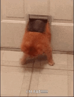 A Dog Is Sticking Its Head Through A Cat Door . GIF