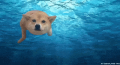 A Dog Is Swimming In The Ocean With The Words " The Cable Turned Off " Below It GIF