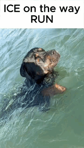 A Dog Is Swimming In The Water With The Words `` Ice On The Way Run '' Written Above It . GIF