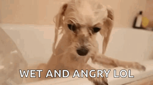 A Dog Is Taking A Bath In A Bathtub With The Words Wet And Angry Lol Written On The Bottom . GIF