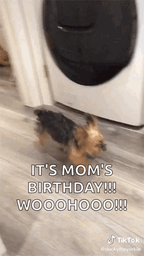 A Dog Is Walking In Front Of A Washing Machine And Says It 'S Mom 'S Birthday !!! Woohoo !!! GIF