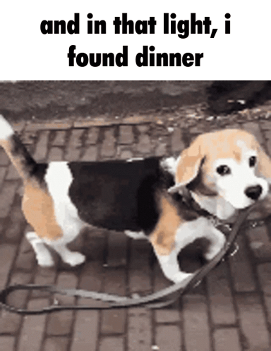 A Dog Is Walking On A Leash With The Caption " And In That Light , I Found Dinner " GIF