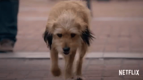 a dog is walking on a sidewalk with a netflix logo in the background