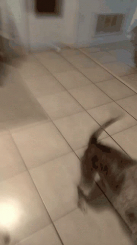 A Dog Is Walking On A Tiled Floor And Looking At The Camera GIF