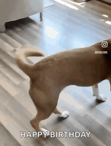 A Dog Is Walking On A Wooden Floor And The Caption Says Happy Birthday GIF