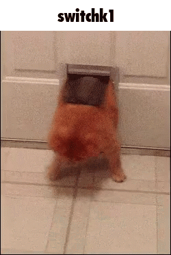 A Dog Is Walking Through A Door With The Words Switchk1 Above It . GIF