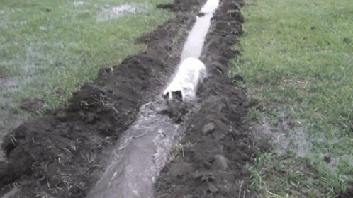 A Dog Is Walking Through A Muddy Drain In A Field . GIF