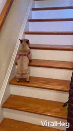 A Dog Is Walking Up A Set Of Wooden Stairs With The Words Viralhog Below It GIF