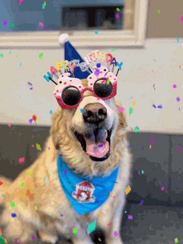 A Dog Is Wearing A Birthday Hat And Sunglasses GIF
