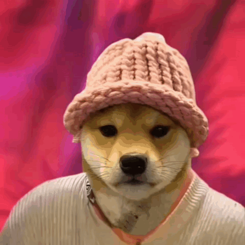 A Dog Is Wearing A Pink Hat And Sweater GIF