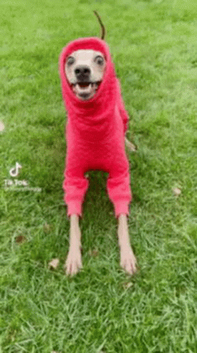 A Dog Is Wearing A Red Sweater With A Hood On Its Head . GIF