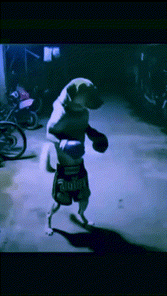 A Dog Is Wearing Boxing Gloves And Shorts That Say Army On Them GIF