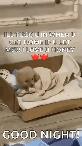 A Dog Is Wrapped In A Blanket In A Cardboard Box And Says Good Night GIF