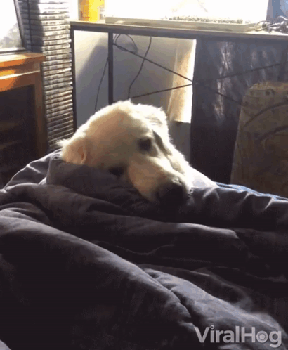 A Dog Is Wrapped In A Blanket On A Bed With The Words Viralhog Written On The Bottom GIF