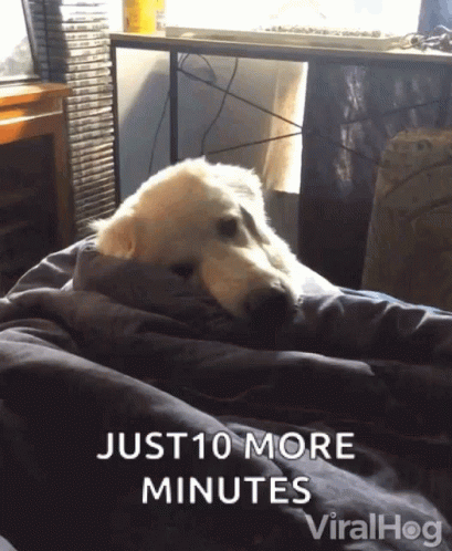 A Dog Is Wrapped In A Blanket With The Words Just 10 More Minutes GIF