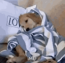 A Dog Is Wrapped In A Blue And White Striped Blanket On A Bed . GIF