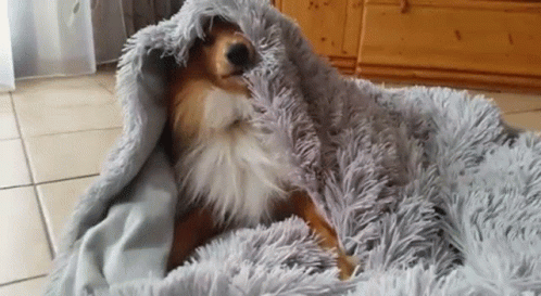 A Dog Is Wrapped In A Fluffy Blanket And Sleeping On The Floor . GIF